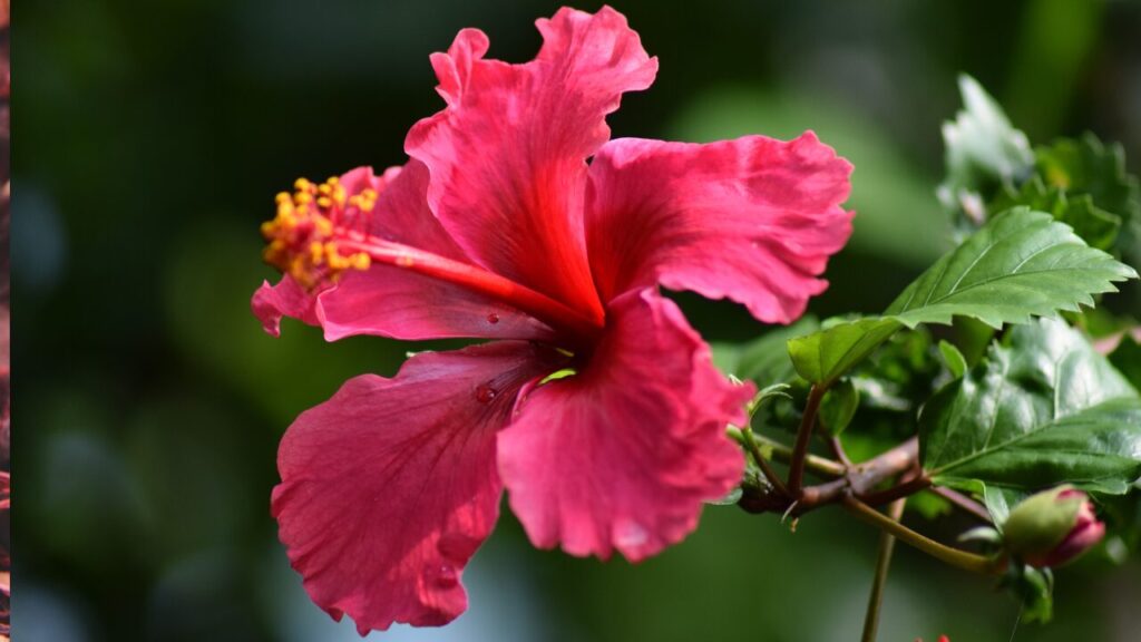 Os Benefícios do Hibisco